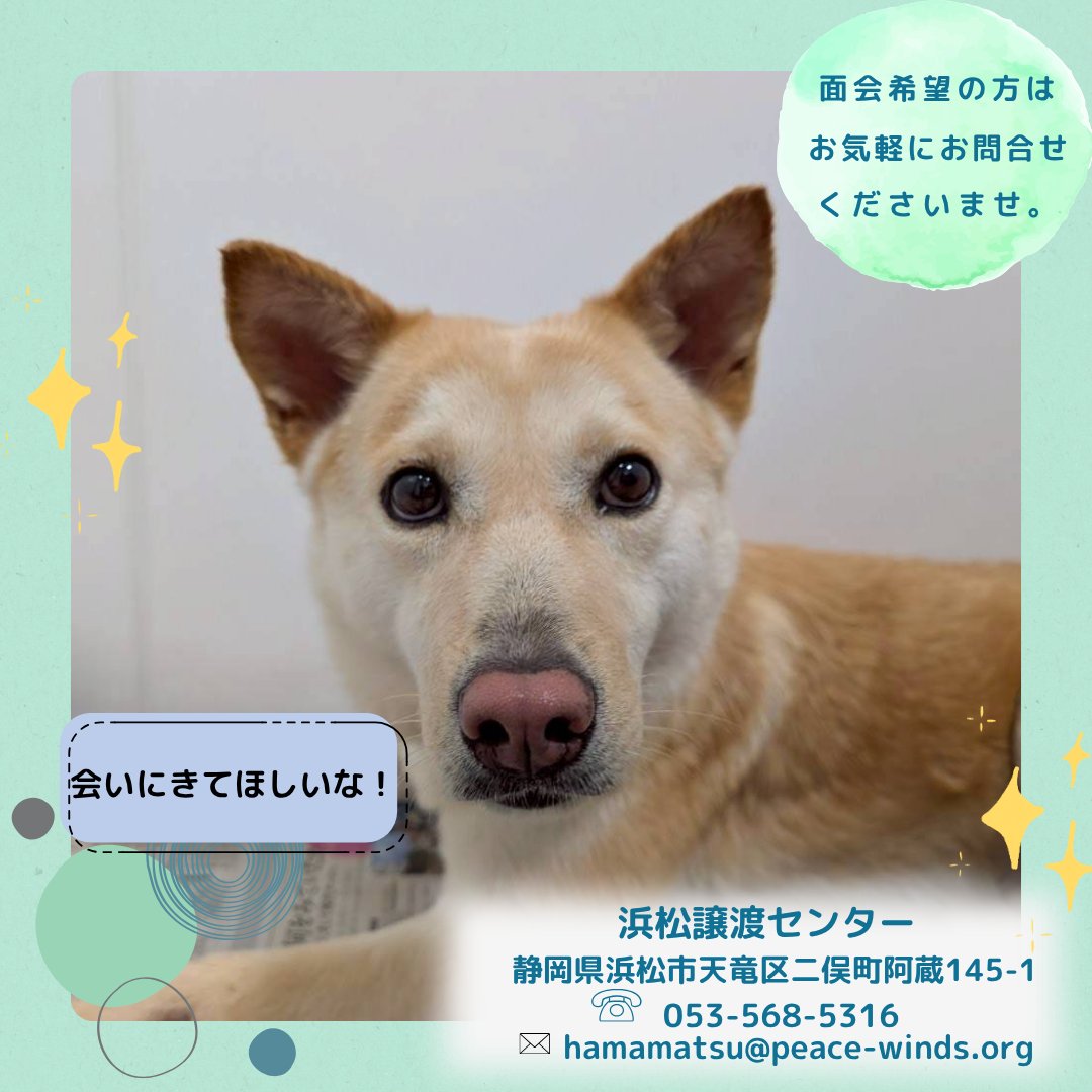 💎わんこの紹介💎

#浜松譲渡センター のNEWメンバー
👑【スイート】くん

🐶推定5歳/男の子/約16kg

お散歩がとっても上手で人の隣をゆっくり歩いてくれる優しい男の子🥰甘えん坊な一面もあるんだとか…？
これから見せてくれるのが楽しみです!

お問い合わせはこちら💌↓
linktr.ee/pwj_hamamatsu