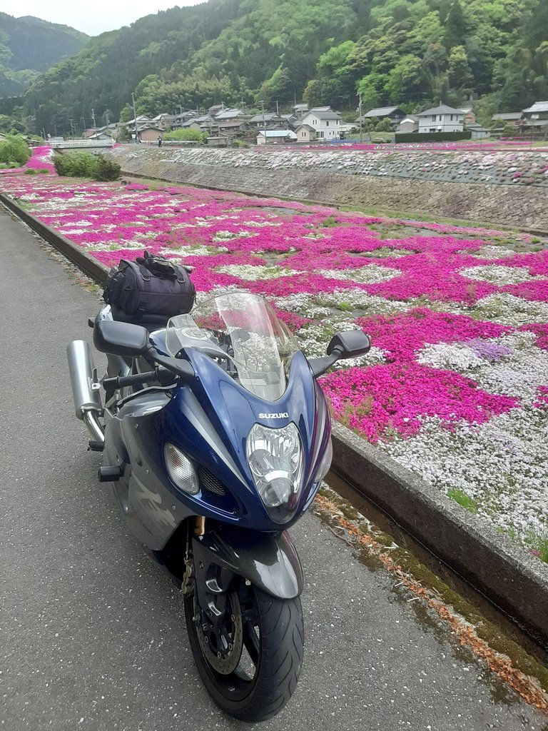 Tw_inaroid's tweet photo. #横津海の芝桜🏍️💨 https://t.co/tZN1c7G1Xx