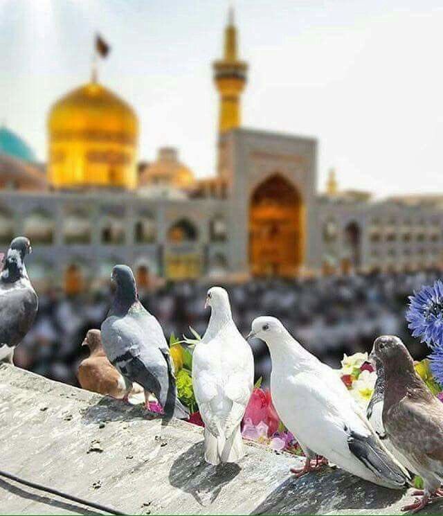 abukarar14's tweet photo. خلني طير ايحوم يمك بالحرم
ومايجوز ابعادي عنك ، بل حَرم
يالرضا مثل الوصيه بالحُرم
وصي بيَّه بيك ألزم للممات

#مولد_الامام_الرضا | #رضا_جان https://t.co/BBQXjxnOCj