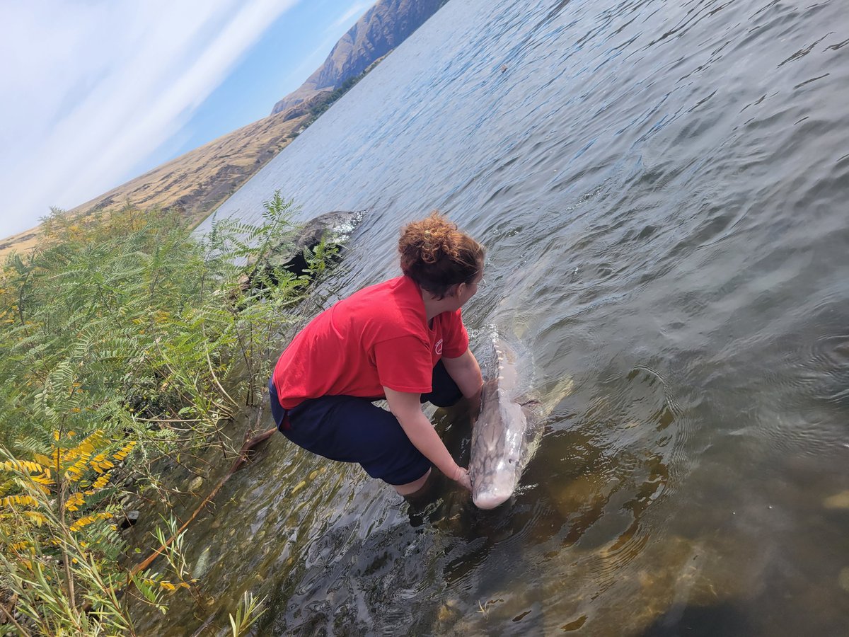 FiSHin_WiFe's tweet photo. Beautiful day on the river. I am just so fascinated with these dinosaurs. #PNWfishing https://t.co/GPeK2etZdG