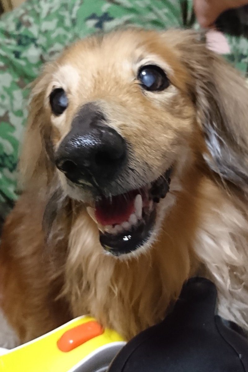 ちゃっぴ～！ tweet media