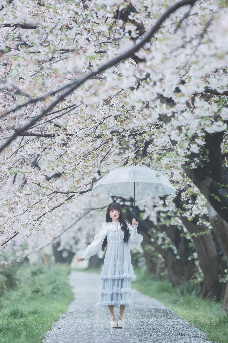 さくらましろ🌸 tweet media