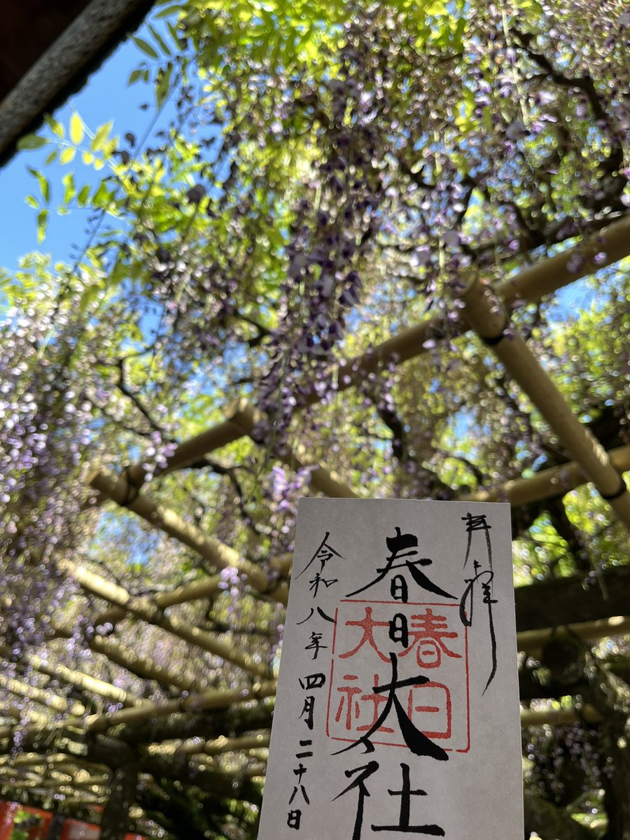 Kanataiui's tweet photo. 今年のGWは少し早めにお休みを取って奈良へ
春日大社の萬葉植物園の藤が見頃でした https://t.co/zUMp7pEj4g