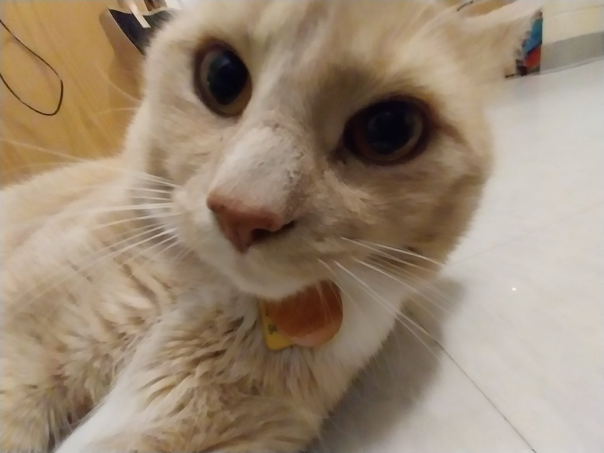 Zeiolum🏳️‍⚧️ tweet media