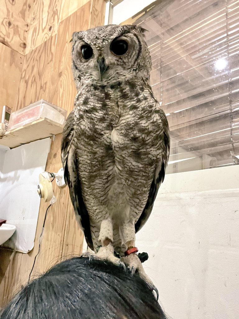 ふくろうの集うカフェQuill @中崎町🦉 tweet media