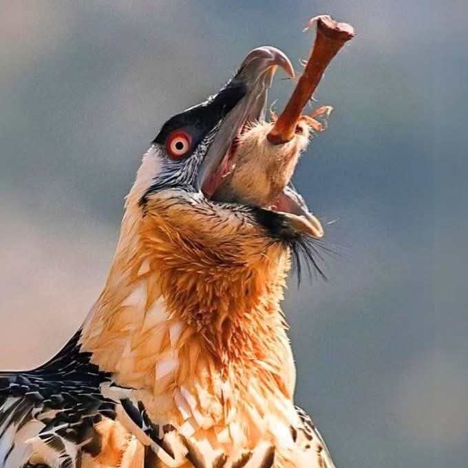 गिद्ध नाश्ते में एंथ्रेक्स, बोटुलिज़्म, रेबीज़ और हैजा जैसे खतरनाक रोगों से भरे मरे हुए जानवर खा जाते हैं !

उनके पेट का तेज़ाब पूरी पशु दुनिया में सबसे ज़्यादा ताकतवर और जलाने वाला होता है !

उसका pH लगभग 1 होता है....इतना तेज़ कि वह हड्डियाँ, खाल और उन घातक कीटाणुओं को भी घोल