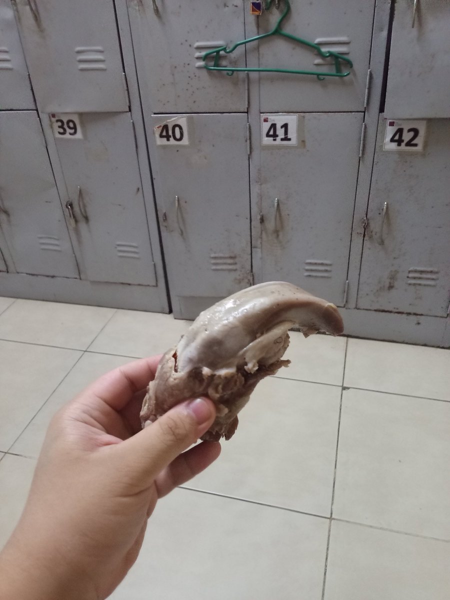 LeCanard (Commissions open!) tweet media