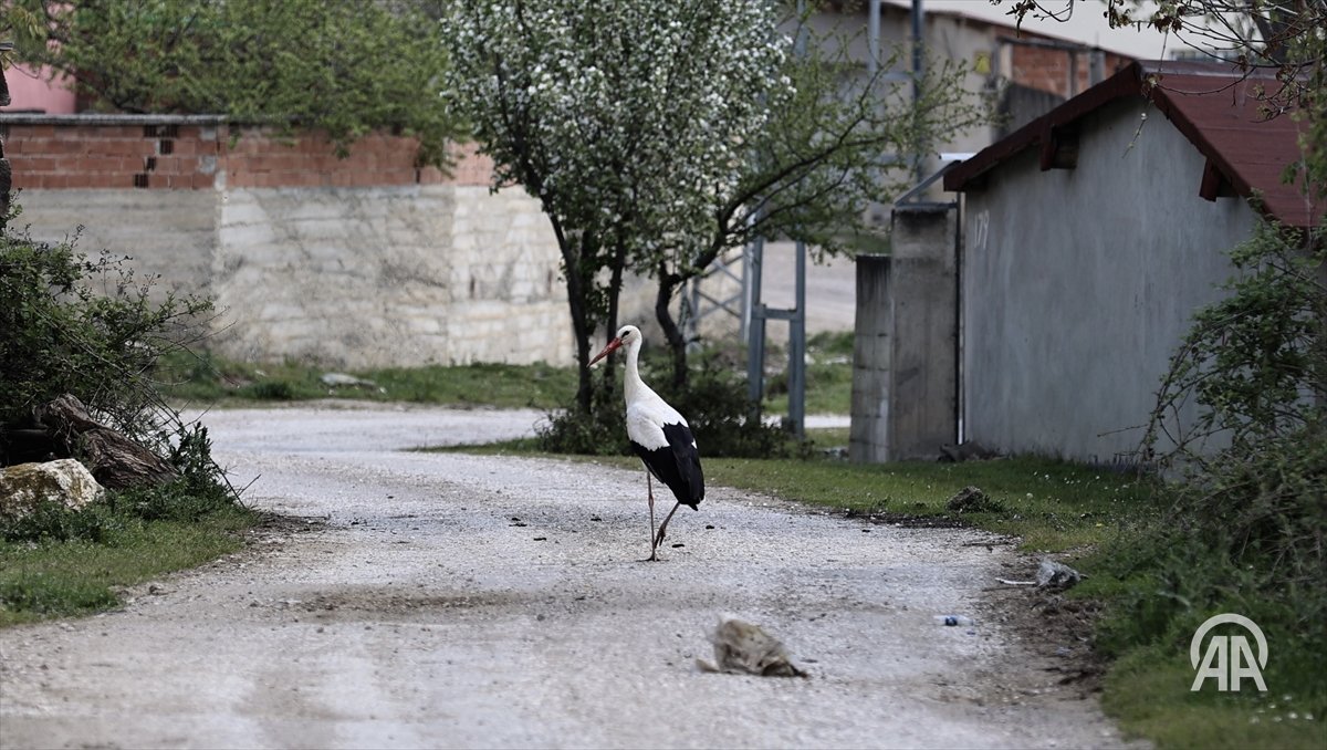 AA_Yesilhat's tweet image. 🕊️Elektrik direklerine yerleştirilen yapay platformlar leylek yavrularını hayata bağlıyor

#Yeşilhat🌱

aa.com.tr/tr/yesilhat/do…