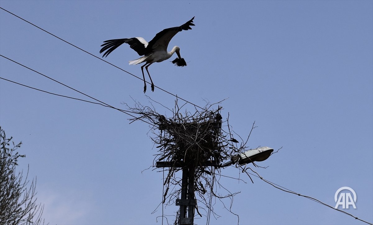 AA_Yesilhat's tweet image. 🕊️Elektrik direklerine yerleştirilen yapay platformlar leylek yavrularını hayata bağlıyor

#Yeşilhat🌱

aa.com.tr/tr/yesilhat/do…