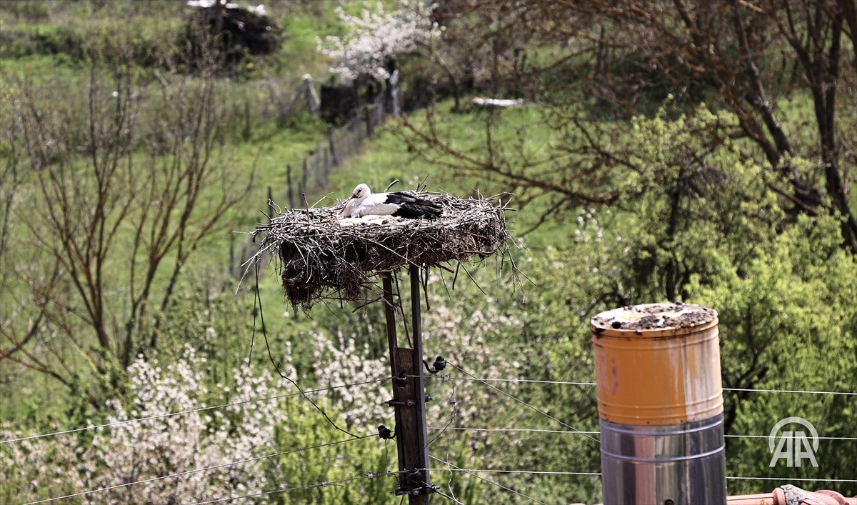 AA_Yesilhat's tweet image. 🕊️Elektrik direklerine yerleştirilen yapay platformlar leylek yavrularını hayata bağlıyor

#Yeşilhat🌱

aa.com.tr/tr/yesilhat/do…