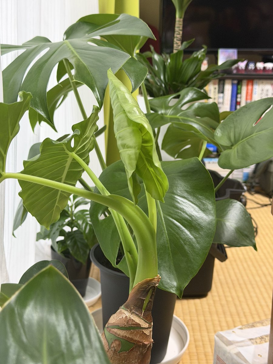 なるかわ tweet media