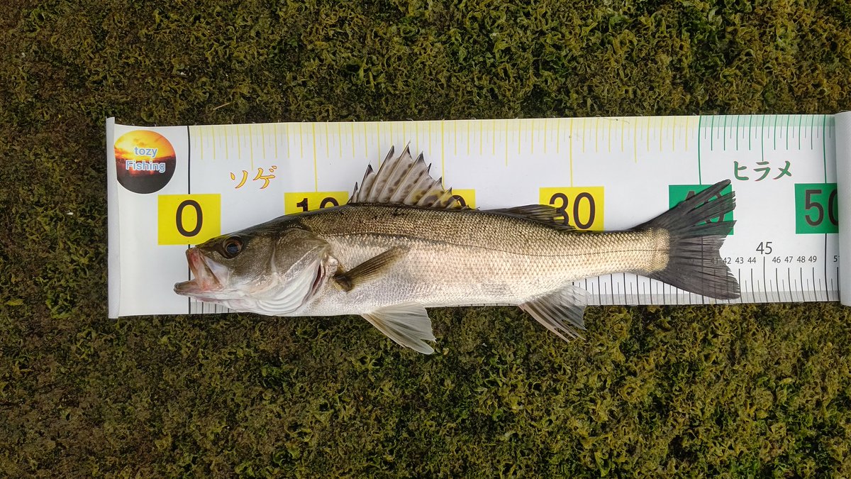FishingTozy's tweet photo. 今日の釣果❗
午後からのウェーディング‼️
シーバス４３ｃｍでした😄 https://t.co/FTDJvTRFqL