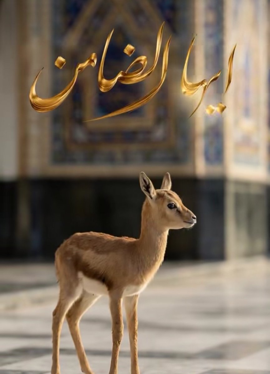 استوار tweet media