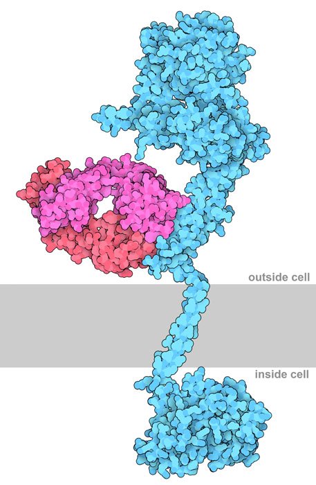 dr_robinmalloy's tweet image. MIKRO UND MAKRO 🩸🧬🦠🧫🧪🌍🪐

HER2/neu and Trastuzumab
Trastuzumab monoclonal antibodies targeting HER2 receptors are at the forefront of breast cancer treatment
pdb101.rcsb.org/motm/268
#Nature #cells #Neuroscience
#brain #kosmos  #Creation
#quantum #mind #Biochemistry