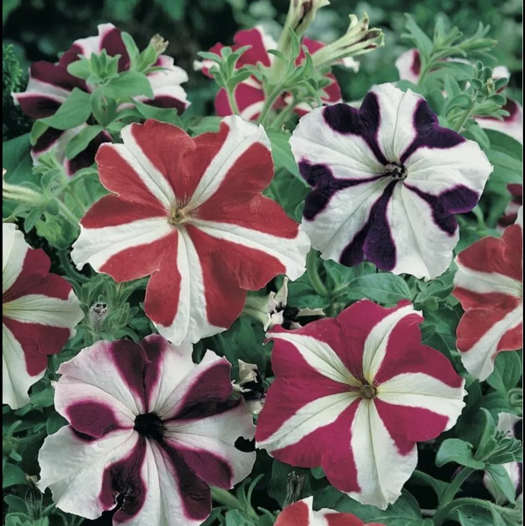 FlowergirlPaula's tweet image. Beautiful flowers .... 🍃🦋
#Flowers
❤️💜❤️💜❤️