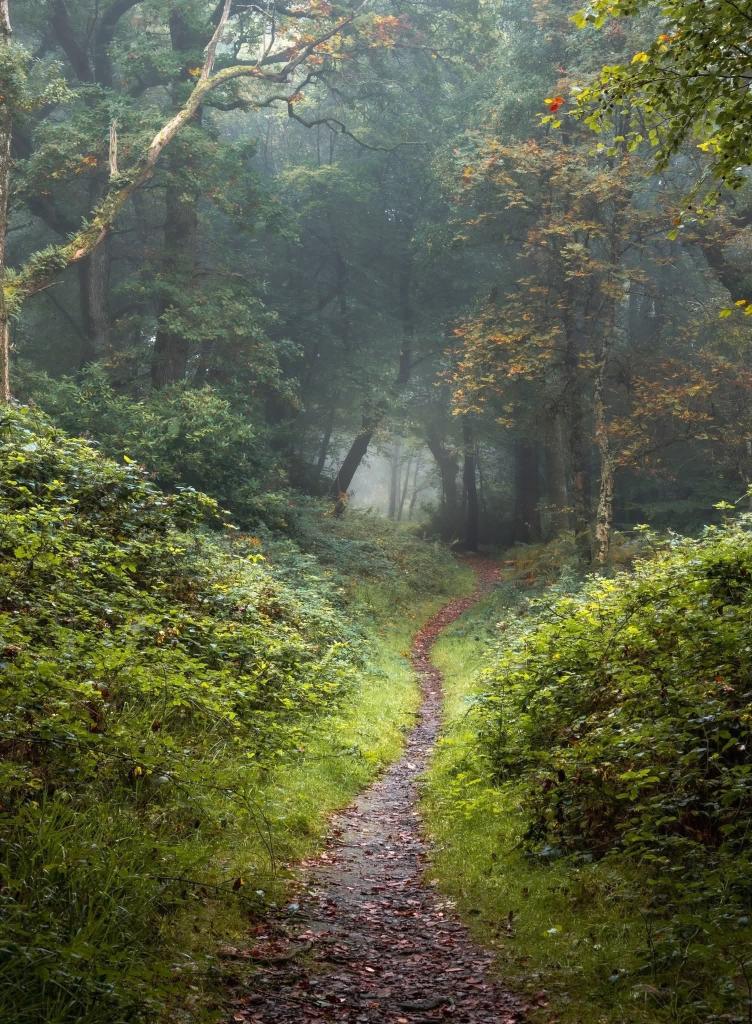 ThisIsIreland3's tweet image. 📍Tomnafinnoge Oak Woods in County Wicklow, the oldest remaining oak woodland left in Ireland. A precious place 💚🤍🧡

📸 Gavan Doyle

#Wicklow #Ireland #Woodland #Tomnafinnoge