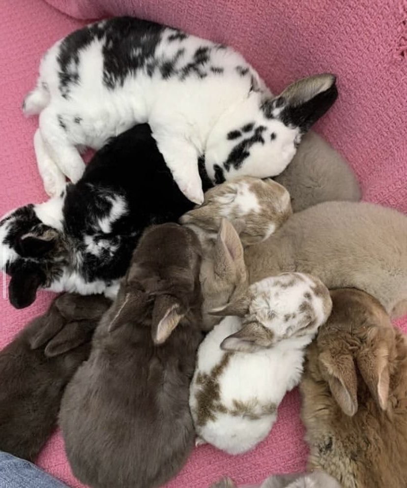 Bunnies tweet media
