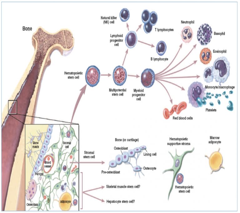 Umbilical cord blood transplant with pooled stem cell product shows 96% survival and no graft-versus-host-disease in leukemia patients regenhealthsolutions.info/2026/04/29/umb…