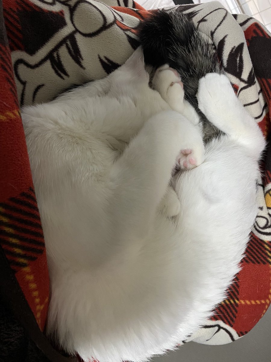 🦈さめとし🦈 tweet media