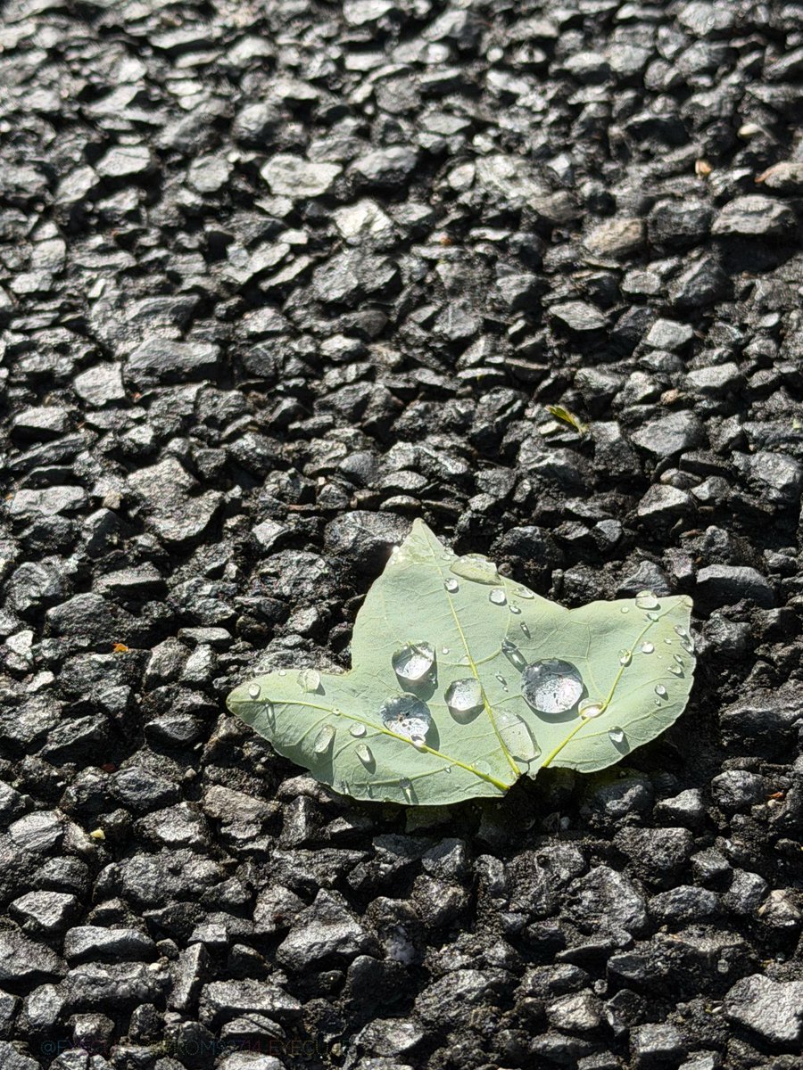 eyeCUjp's tweet image. .
What I saw and what I shot.

#織田フォト
#織田ランドスケープフォト
#iPhonePhotography

　流行ってる(？)っぽいのでやってみたくて当日見たままの状況を撮っていたのを思い出してポスト。なので葉っぱの写真は再投稿です。

・iPhone17ProMax
・標準カメラアプリ
