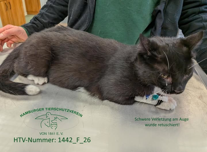 yolanda schultes tweet media