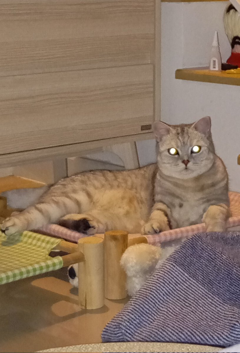 mαʙεll._.LUNE 🎀🌸 tweet media