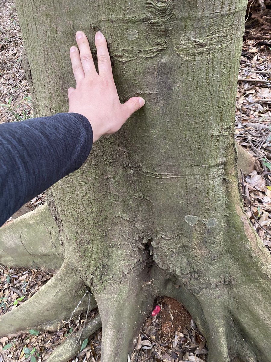 tanishidev's tweet image. #きのこ #キノコ #fungi #奇ノ駒たんご
カンゾウタケも発見してしまった！
かなりの老木からしか見つけたこと無かったけど、このくらいの木でも生えてるもんなんだな