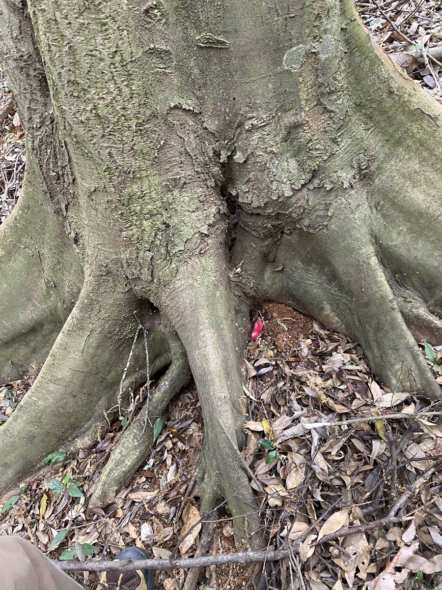 tanishidev's tweet image. #きのこ #キノコ #fungi #奇ノ駒たんご
カンゾウタケも発見してしまった！
かなりの老木からしか見つけたこと無かったけど、このくらいの木でも生えてるもんなんだな