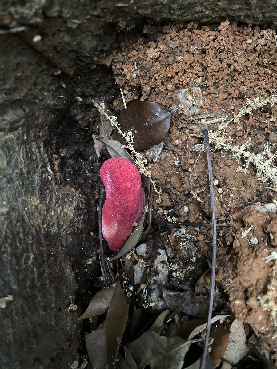 tanishidev's tweet image. #きのこ #キノコ #fungi #奇ノ駒たんご
カンゾウタケも発見してしまった！
かなりの老木からしか見つけたこと無かったけど、このくらいの木でも生えてるもんなんだな