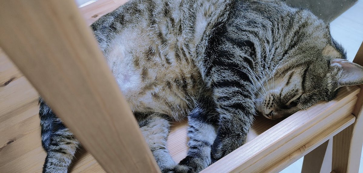 N_Suroko's tweet image. Sharing my cats with the world 🐾
“Sleepy Cat🐈💤”
#cats　#meow