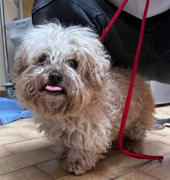 yolanda schultes tweet media