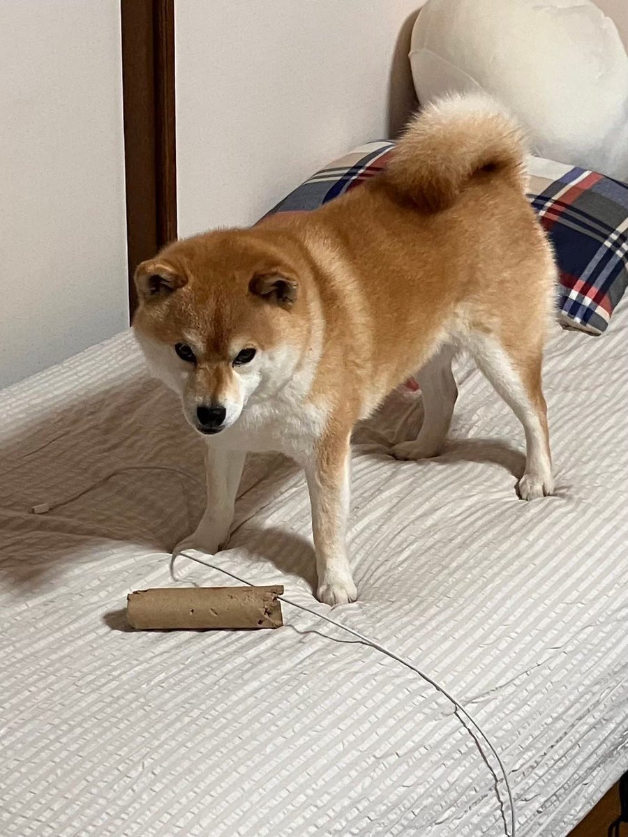 柴犬いち tweet media