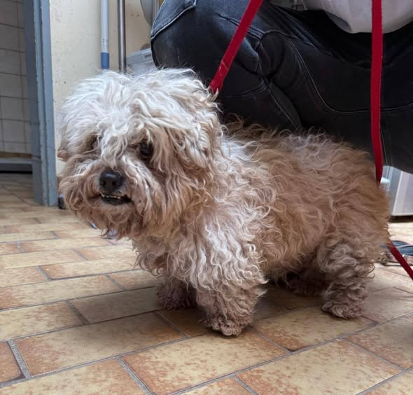 yolanda schultes tweet media