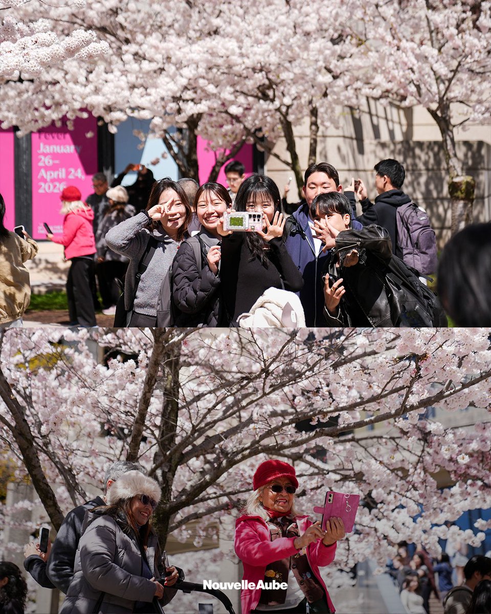 nouvelleaubefr's tweet image. Les #fleurs de cerisier ont recouvert la capitale de l'#Ontario de teintes pastel, attirant les habitants sur le campus de l'Université de #Toronto, où leur floraison éphémère transforme chaque printemps les abords de la bibliothèque Robarts en un saisissant tunnel de rose.
