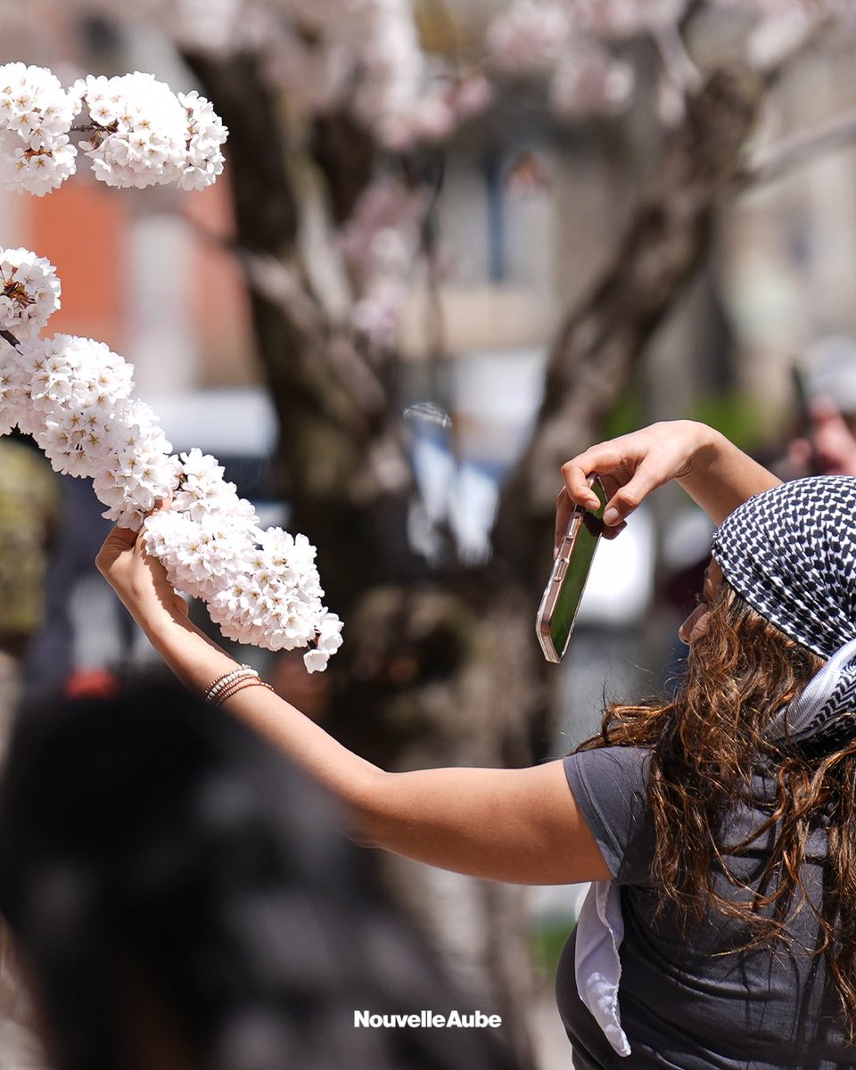 nouvelleaubefr's tweet image. Les #fleurs de cerisier ont recouvert la capitale de l'#Ontario de teintes pastel, attirant les habitants sur le campus de l'Université de #Toronto, où leur floraison éphémère transforme chaque printemps les abords de la bibliothèque Robarts en un saisissant tunnel de rose.