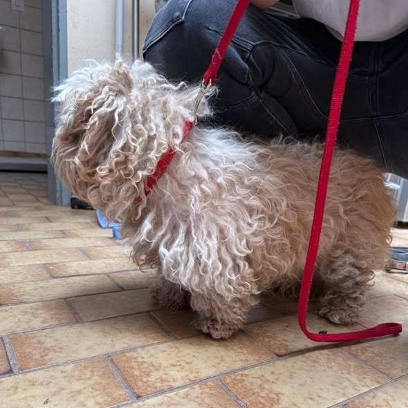 yolanda schultes tweet media