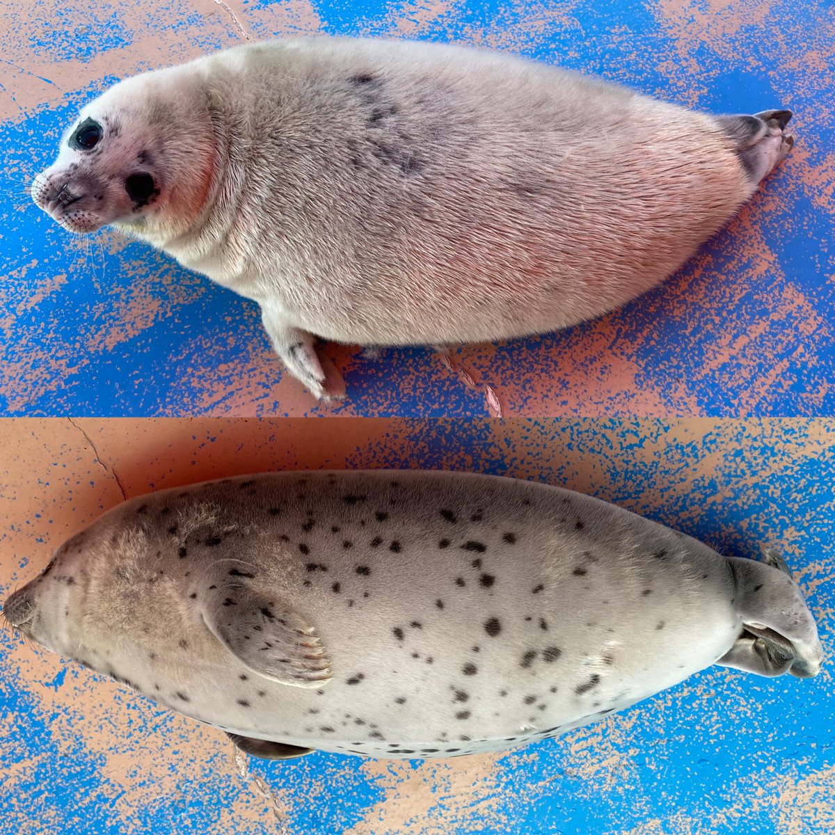 伊勢シーパラダイス【公式】 tweet media