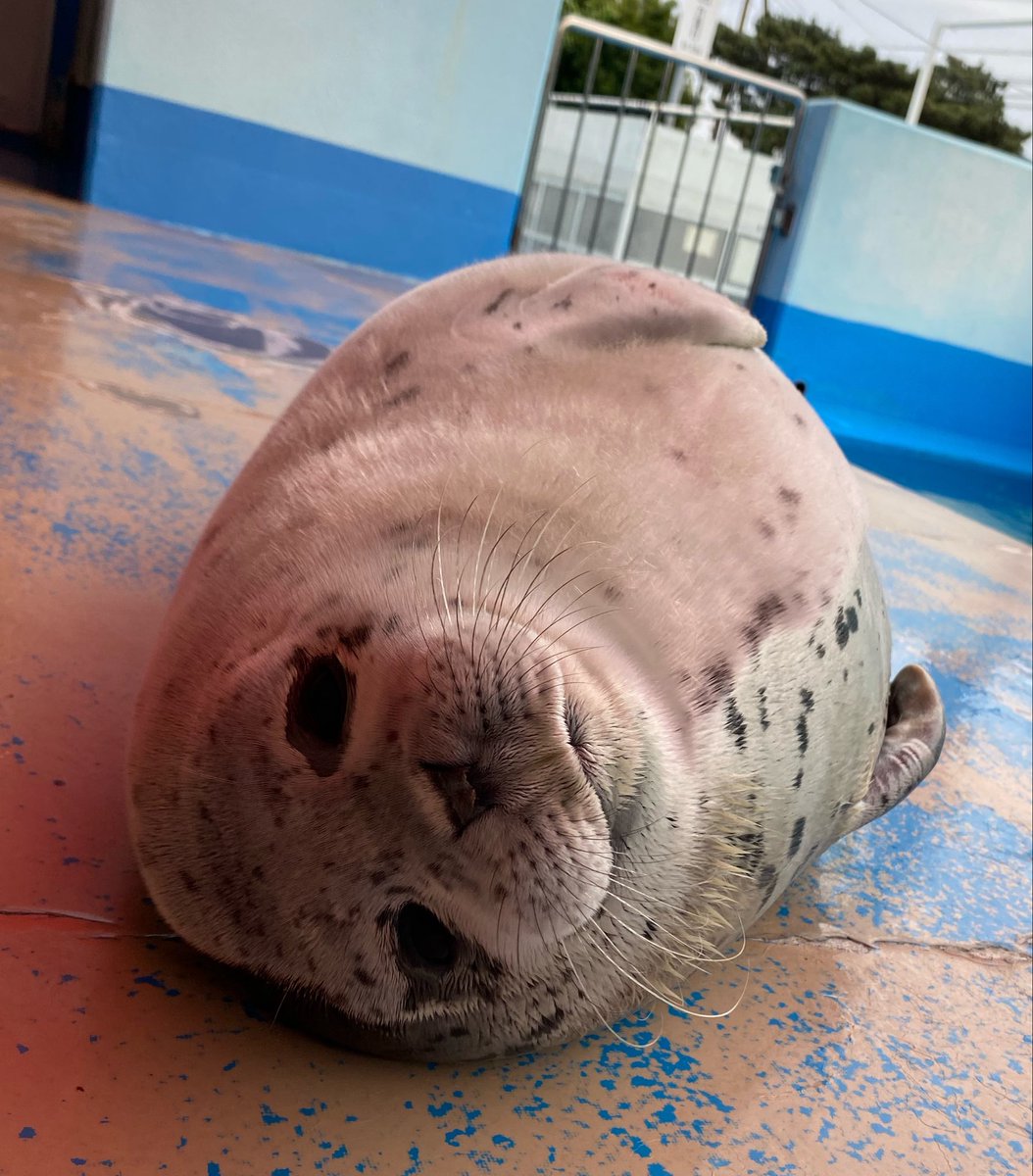 伊勢シーパラダイス【公式】 tweet media