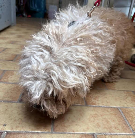 yolanda schultes tweet media