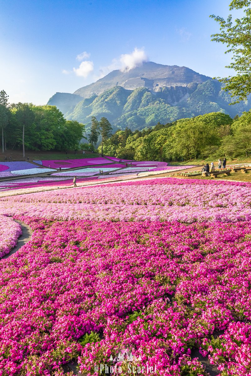 スカーレット@Photo tweet media