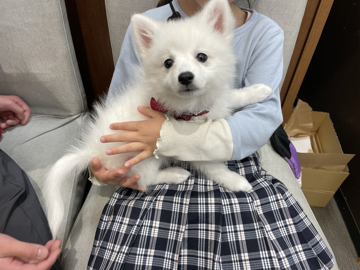 悲観者トーマス tweet media