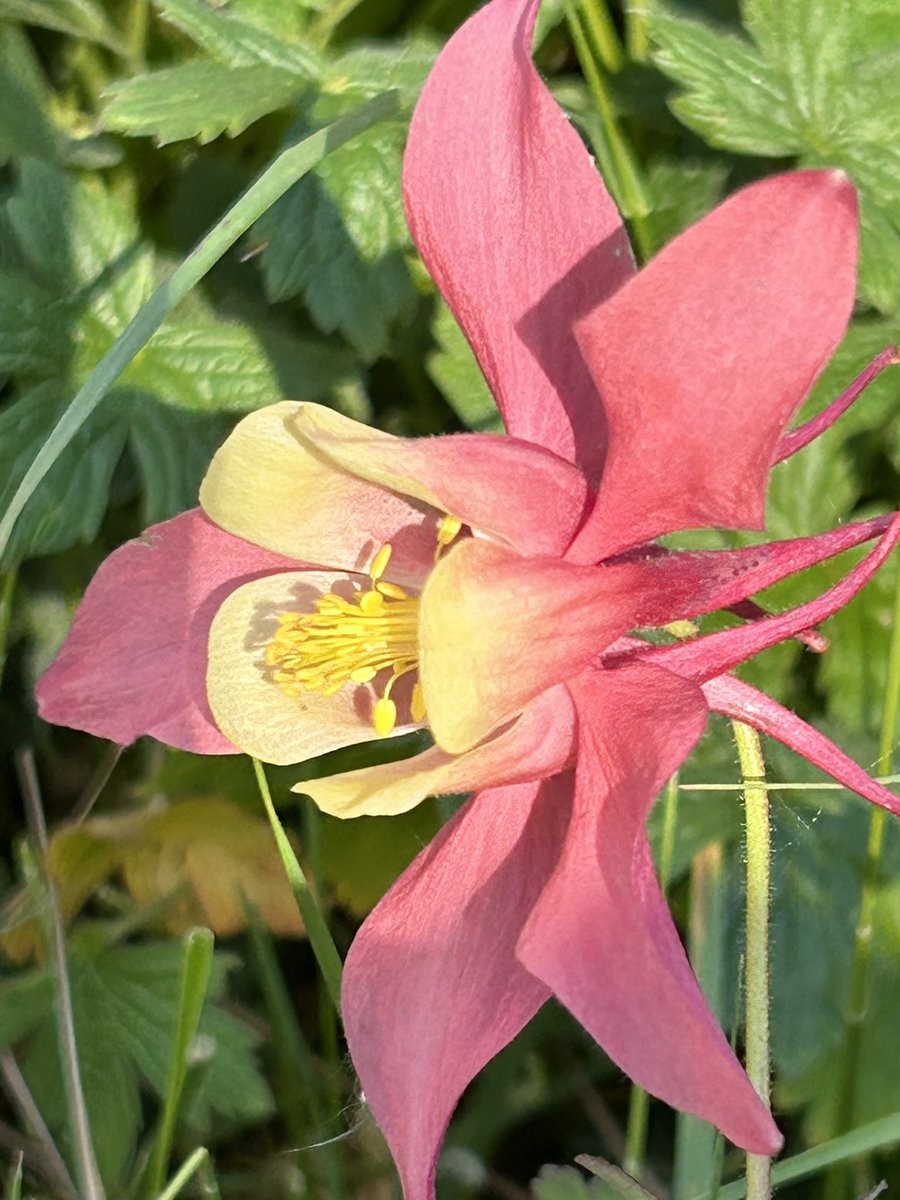 Vixyl's tweet image. Morning 👋 The sun is shining and it’s warm already, much better than yesterday and the wind has buggered off wohoooo! Another of my faves 💕 Happy Wednesday, have a good un 😊🌸🌿

#flowers #gardening