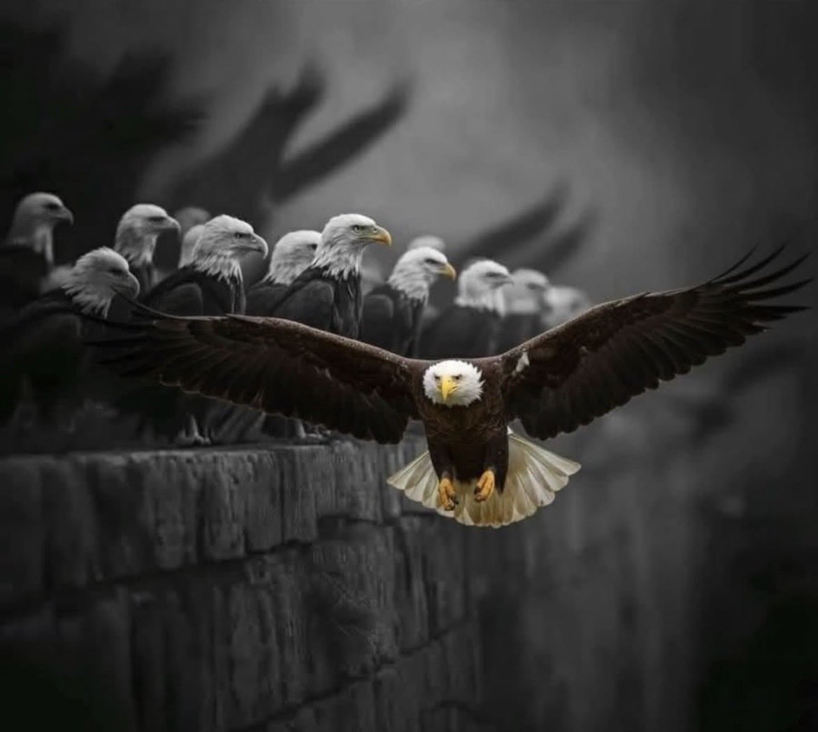 ورد الياسمين tweet media