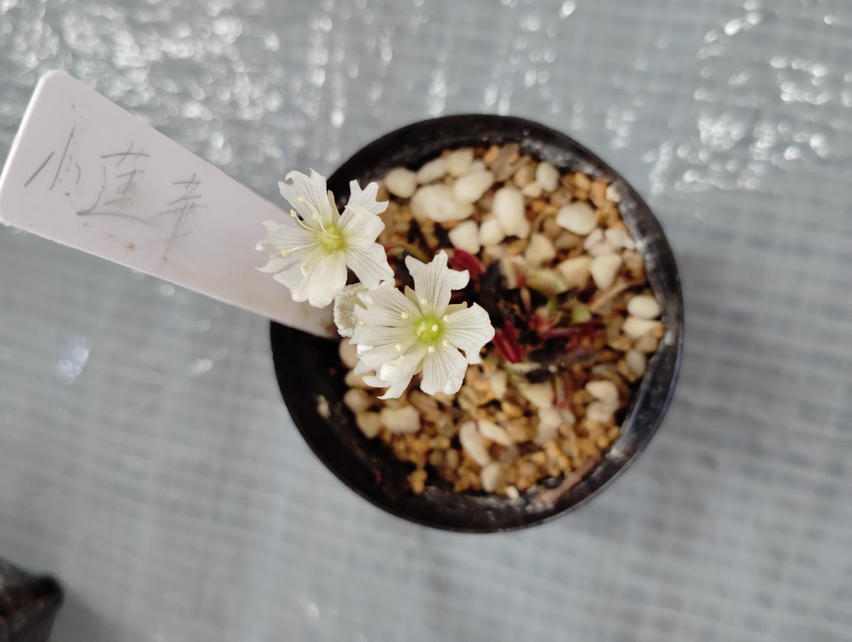 ニコライ(食虫植物・古墳) tweet media
