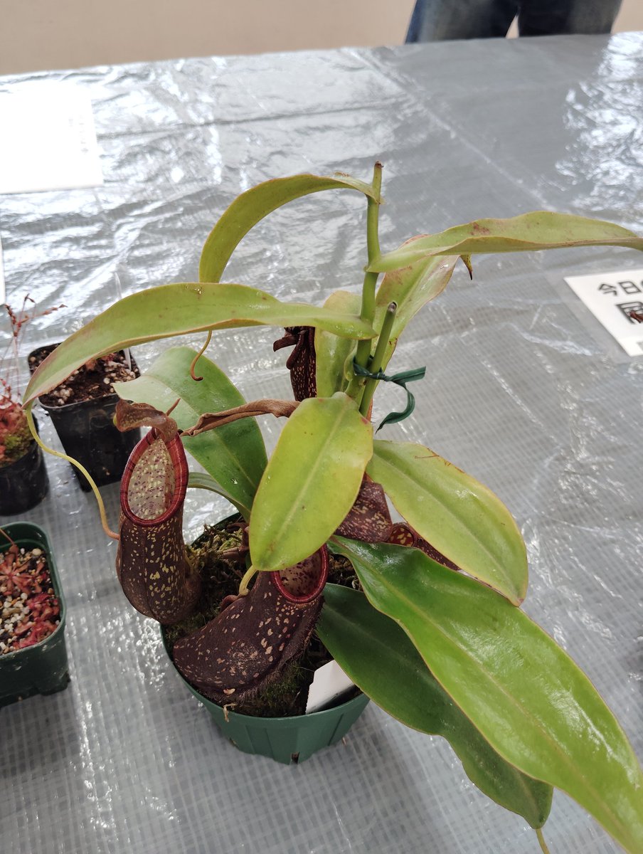 ニコライ(食虫植物・古墳) tweet media