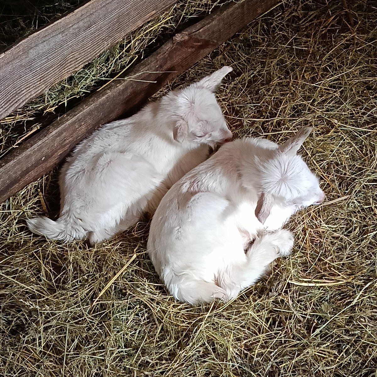 🌾Nuno🏳️‍🌈🇺🇦pussійдон tweet media