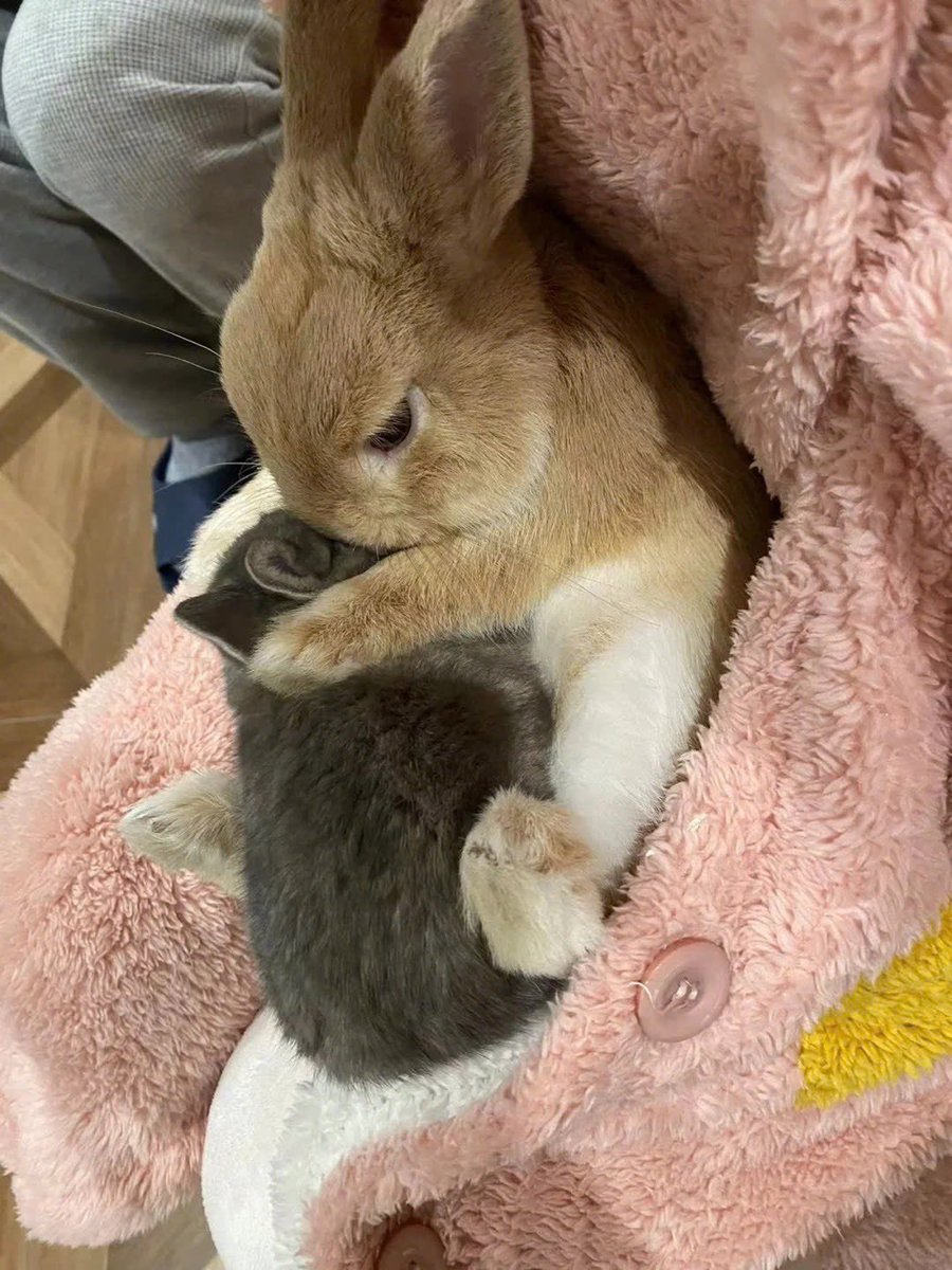 Why you should have a rabbit tweet media