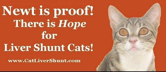 catgirl321's tweet image. #TiaraTuesday was FOUNDED in 2008 by awe-inspiring @NewttheCat NEWT🌈 to promote awareness of liver shunts in cats and kittens (portosystemic shunt) and to share HOPE❤️

NEWT’S LEGACY LIVES ON✨💫
Check out catlivershunt.com and spread the word🌍🐾 #weeti #cats #NewtIsProof