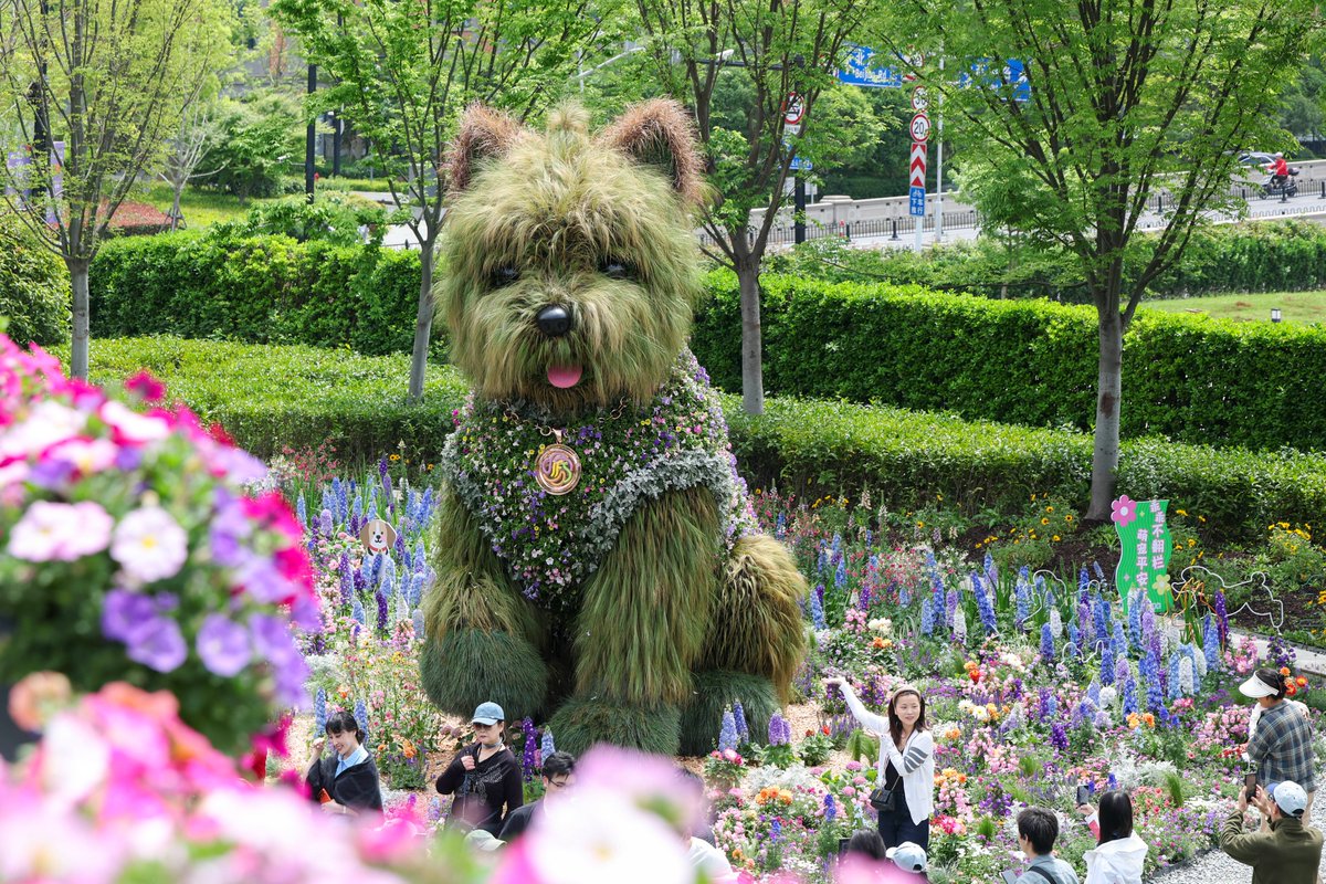 shanghai490528's tweet image. #Flowers in malls. #Blooms in backstreets. And a giant fluffy #westie stealing the show. #Shanghai's International Flower Festival is here — and it's turned the whole city into a playground. #Tourists snap. Dogs pose. Spring has never looked this fun.🌸（From Xinhua News Agency）