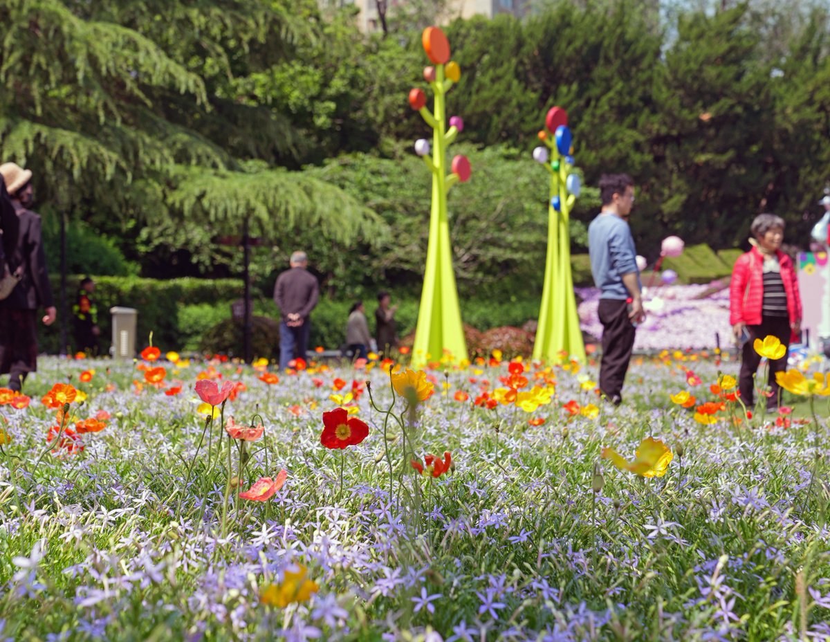 shanghai490528's tweet image. #Flowers in malls. #Blooms in backstreets. And a giant fluffy #westie stealing the show. #Shanghai's International Flower Festival is here — and it's turned the whole city into a playground. #Tourists snap. Dogs pose. Spring has never looked this fun.🌸（From Xinhua News Agency）